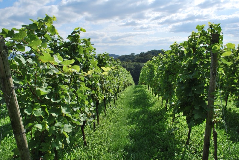 Rebzeilen in den Weinbergen an der Hessischen Bergstraße oberhalb von Bensheim im Sommer