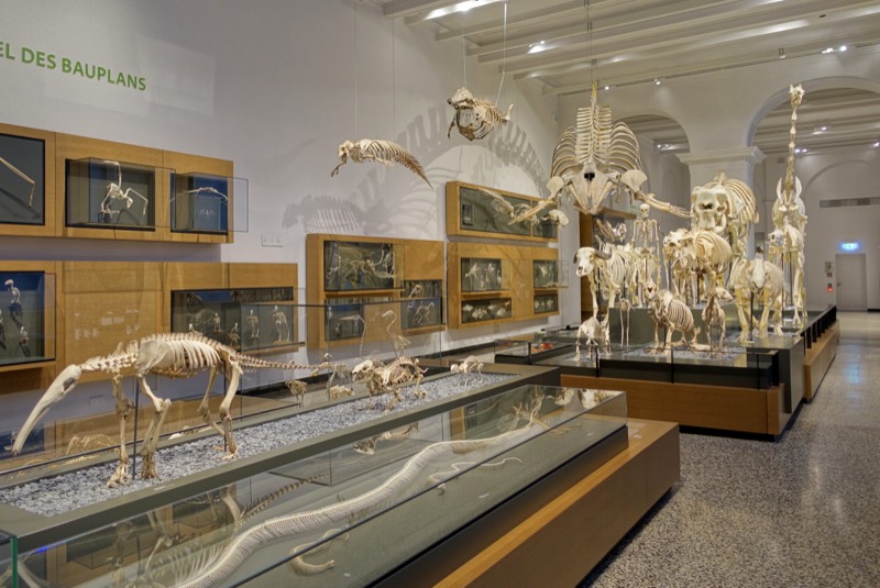 Skelettsaal der Zoologie im Hessischen Landesmuseum Darmstadt mit Tierskeletten in Vitrinen