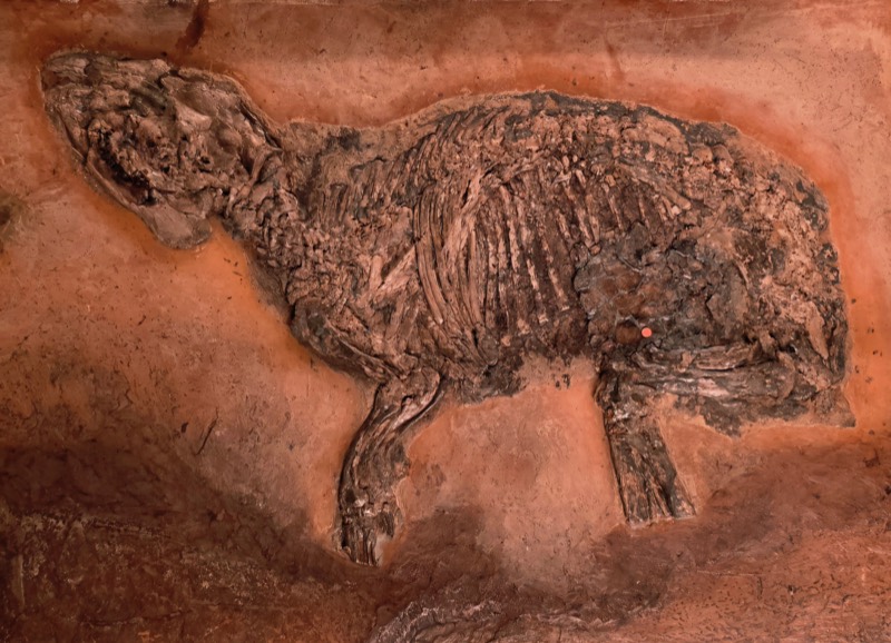 Fossil des Urpferds Eurohippus messelensis aus der Grube Messel, ausgestellt im Senckenberg Naturmuseum Frankfurt