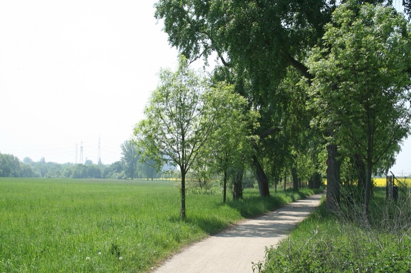 Baumgesäumter Radweg am Main bei Okriftel zwischen Feldern, Teil der Strecke zwischen Frankfurt und Mainz