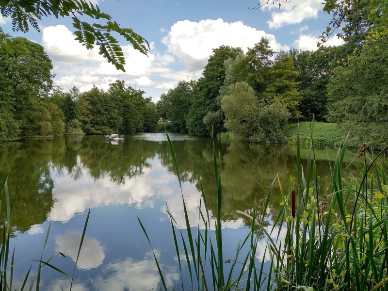 Müllersteich im Bürgerpark Nord in Darmstadt mit Schilf und Wolkenspiegelung