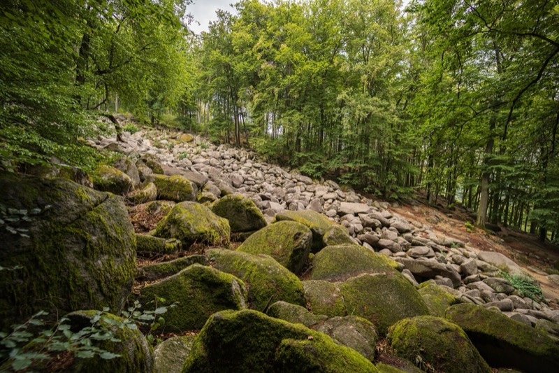 Felsenmeer im Lautertal: bemooste Granitblöcke ziehen sich als Blockstrom durch den Buchenwald den Hang hinauf